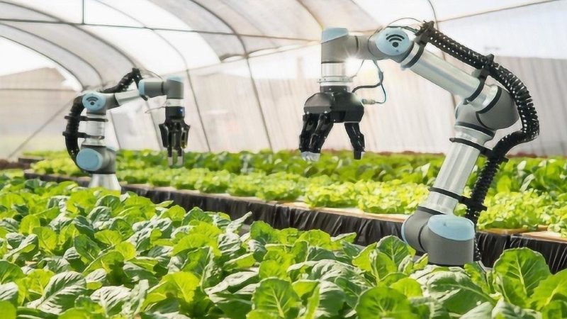 马铃薯收获机作业效率对比：向日葵收获机省工成本分析